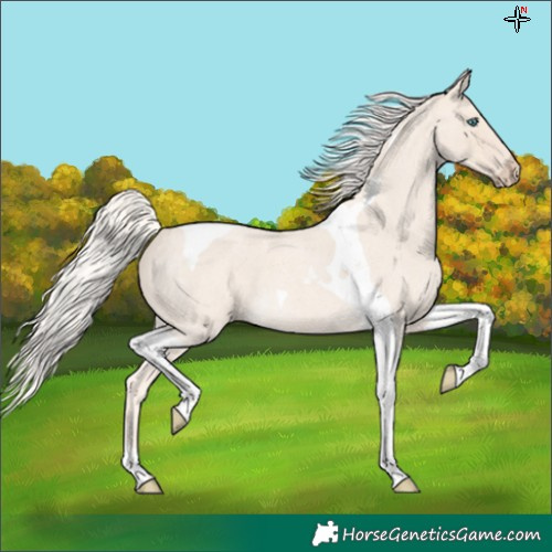 Horse Color:Cremello Roan Tobiano