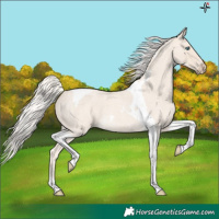 Horse Color:Cremello Roan Tobiano