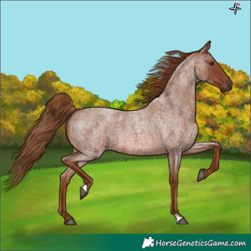 Horse Color:Red Roan 