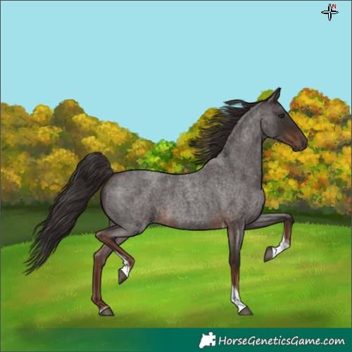 Horse Color:Liver Red Roan Tobiano
