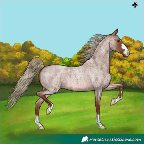 Horse Color:Red Roan 