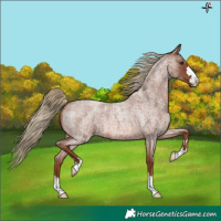 Horse Color:Red Roan