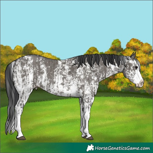 Horse Color:Grullo Sabino Splash  and Grullo Sabino Splash 