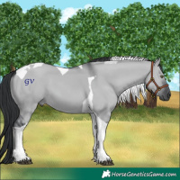 Horse Color:Grullo Chinchilla Tobiano