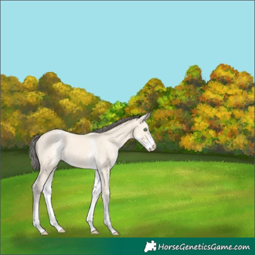 Horse Color:White Spotted Amber Cream Champagne