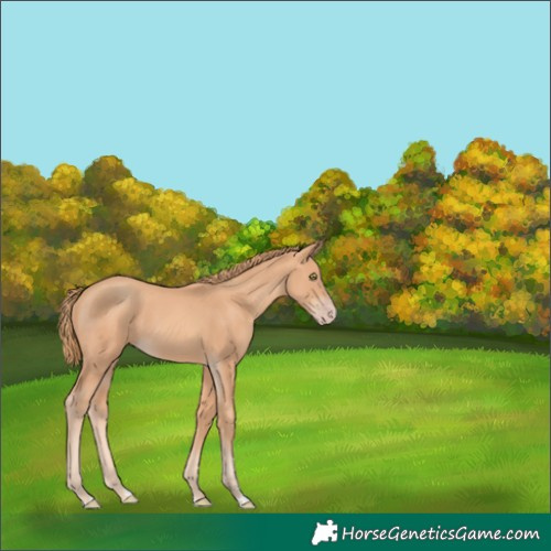 Horse Color:Gold Champagne