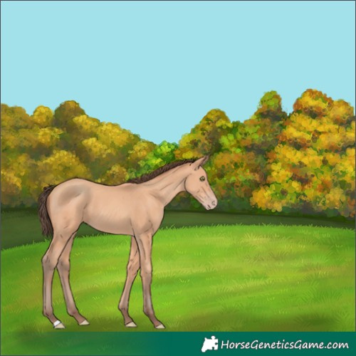 Horse Color:Amber Champagne