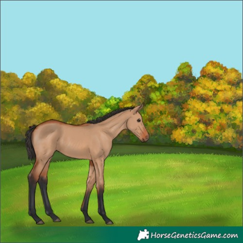 Horse Color:Bay Dun 