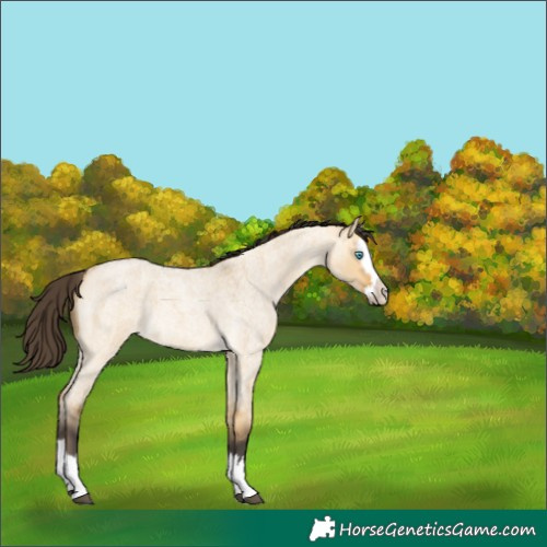 Horse Color:Buckskin Roan Dun Splash 