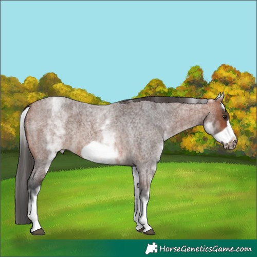 Horse Color:White Spotted Bay Roan Frame