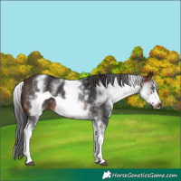 Horse Color:White Spotted Brown Frame
