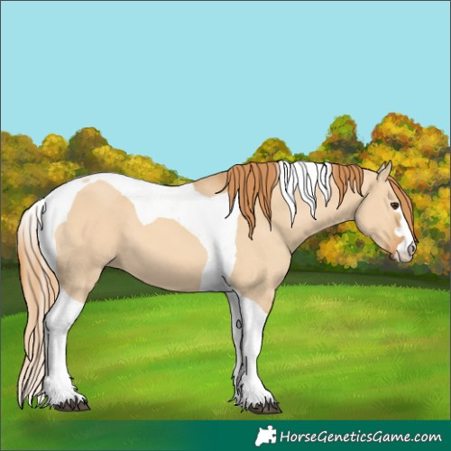 Horse Color:Red Dun Tobiano 