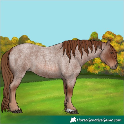 Horse Color:Red Roan 