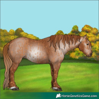 Horse Color:Chestnut and Gray Chestnut