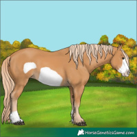 Horse Color:Chestnut Frame 