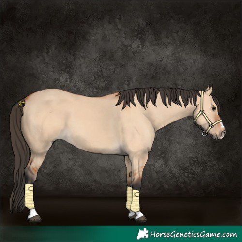 Horse Color:Bay Dun