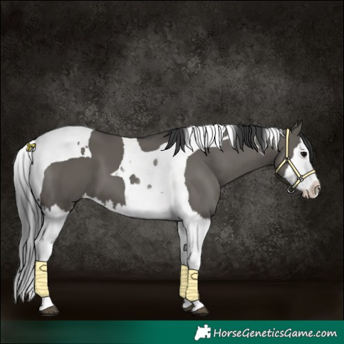 Horse Color:Grullo Splash Tobiano 
