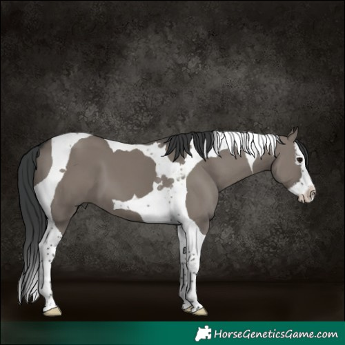 Horse Color:Grullo Splash Tobiano