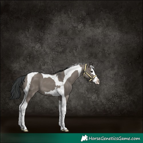 Horse Color:Grullo Splash Tobiano 