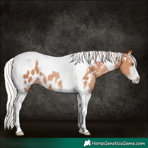 Horse Color:Silver Sable Champagne Sabino Tobiano Appaloosa 
