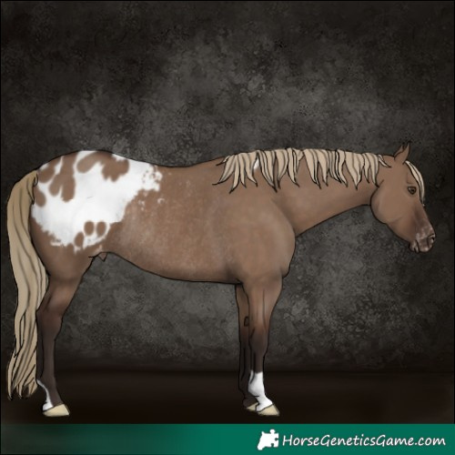 Horse Color:Liver Red Dun Blanket Rabicano 