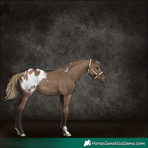 Horse Color:Liver Red Dun Appaloosa Rabicano 