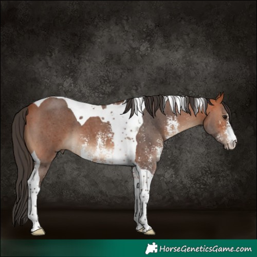 Horse Color:Bay Sabino Tobiano 