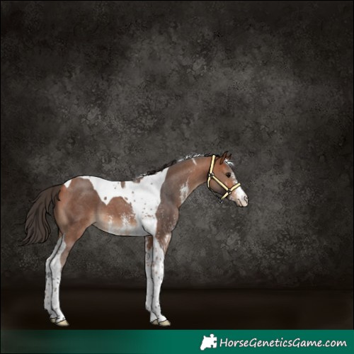 Horse Color:Bay Sabino Tobiano 
