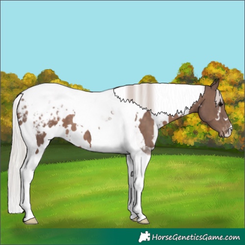 Horse Color:White Spotted Silver Black Tobiano Blanket