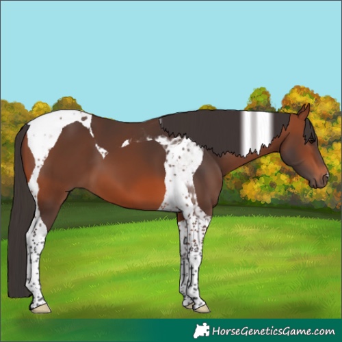 Horse Color:Bay Tobiano