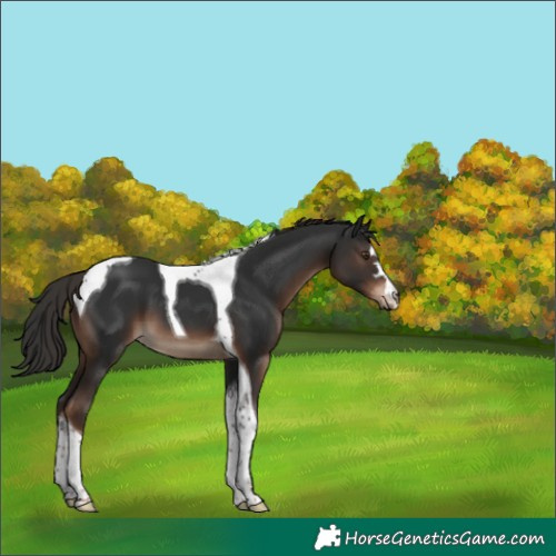 Horse Color:Liver Chestnut Tobiano 