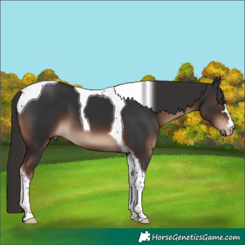 Horse Color:Liver Chestnut Tobiano