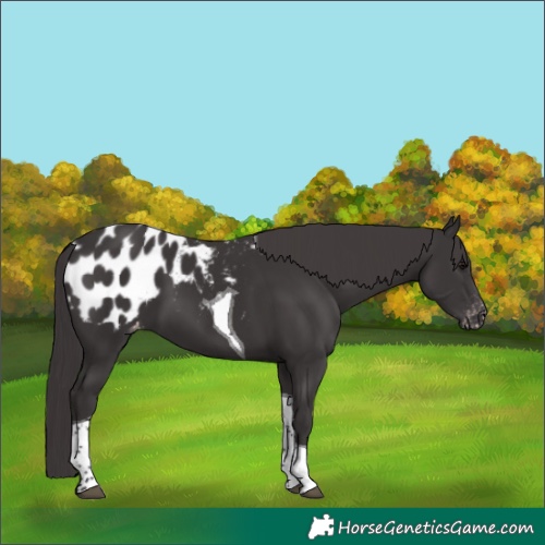 Horse Color:Smoky Black Tobiano Blanket