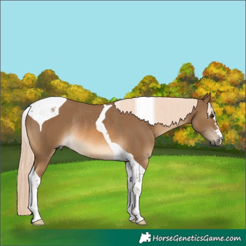 Horse Color:Chocolate Palomino Tobiano Rabicano 