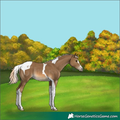 Horse Color:Chocolate Palomino Tobiano Rabicano 