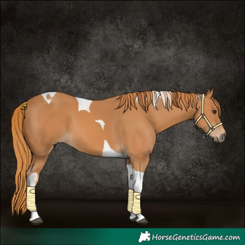 Horse Color:Chestnut Tobiano
