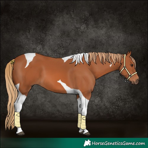 Horse Color:Chestnut Tobiano