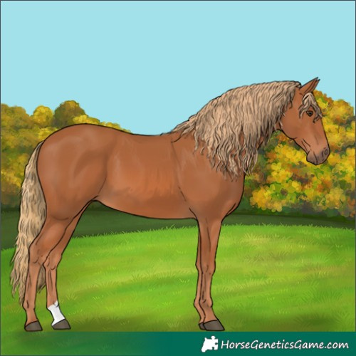 Horse Color:Chestnut 