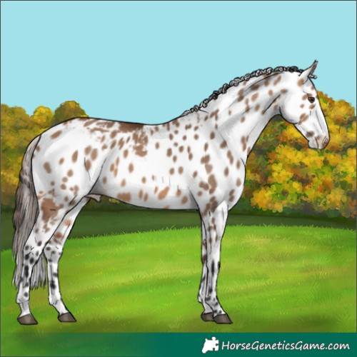 Horse Color:Bay Dun Skewed LP Spotted