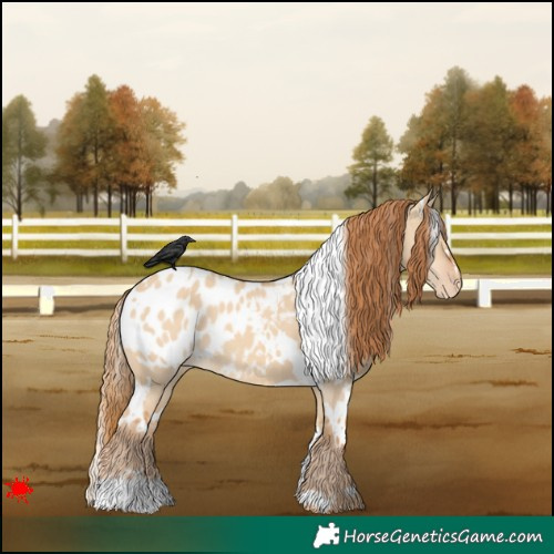 Horse Color:White Spotted Red Dun Appaloosa