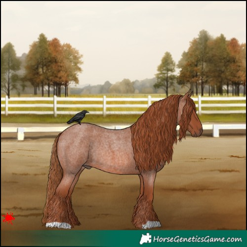 Horse Color:Red Roan Rabicano 