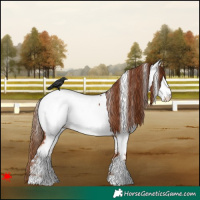 Horse Color:White Spotted Chestnut Fewspot