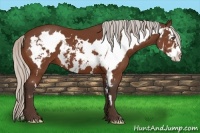 Horse Color:Silver Bay Sabino Frame 