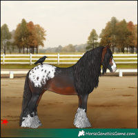 Horse Color:Bay Blanket