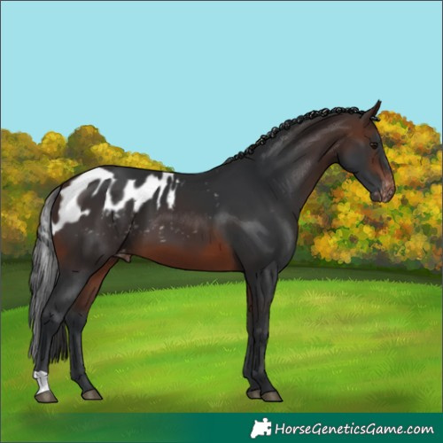 Horse Color:Brown Skewed LP Spotted 