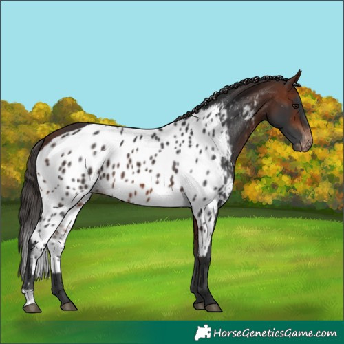 Horse Color:Bay Skewed LP Spotted 