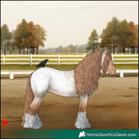 Horse Color:Red Dun Roan Snowcap 