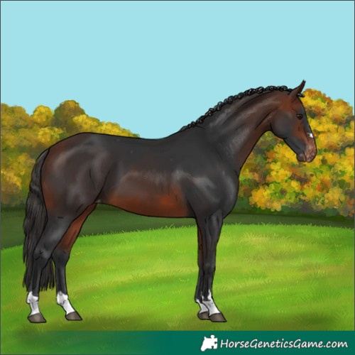 Horse Color:Bay Skewed LP Spotted 