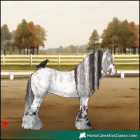 Horse Color:White Spotted Bay Roan Dun Leopard 