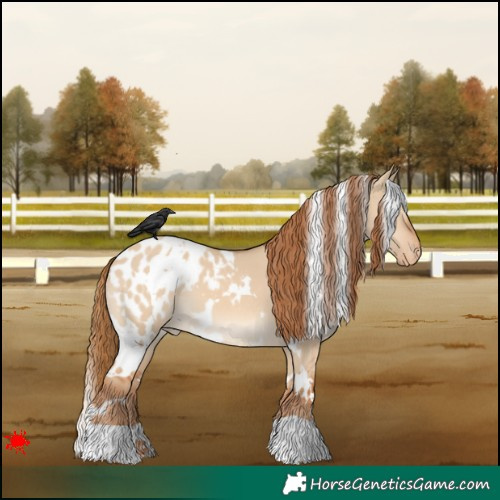 Horse Color:White Spotted Red Dun Blanket 